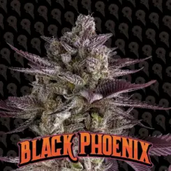 Black Phoenix cannabis seeds by dirty bird genetics