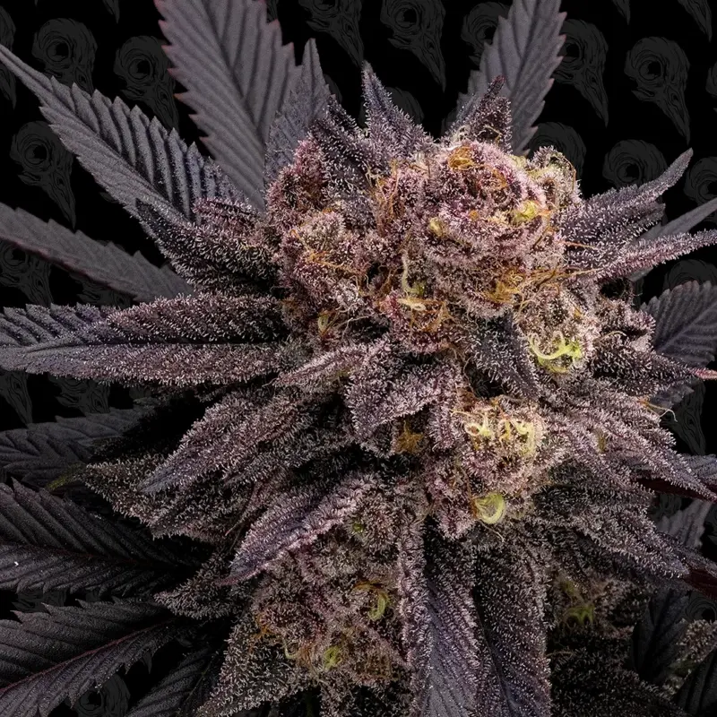 black phoenix cannabis seeds by dirty bird genetics