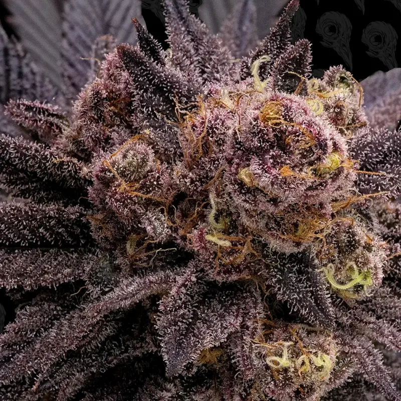 black phoenix cannabis seeds by dirty bird genetics