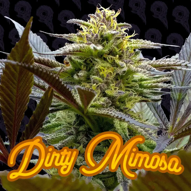 dirty mimosa cannabis seeds by dirty bird genetics