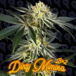 dirty mimosa cannabis seeds by dirty bird genetics