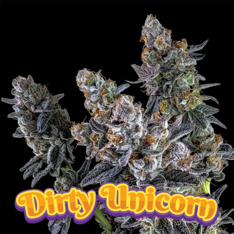 dirty unicorn cannabis seeds by dirty bird genetics