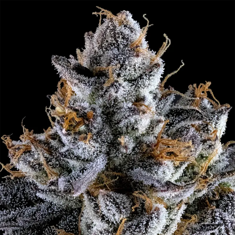 dirty unicorn cannabis seeds by dirty bird genetics