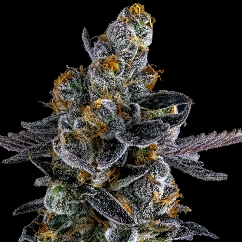 dirty unicorn cannabis seeds by dirty bird genetics