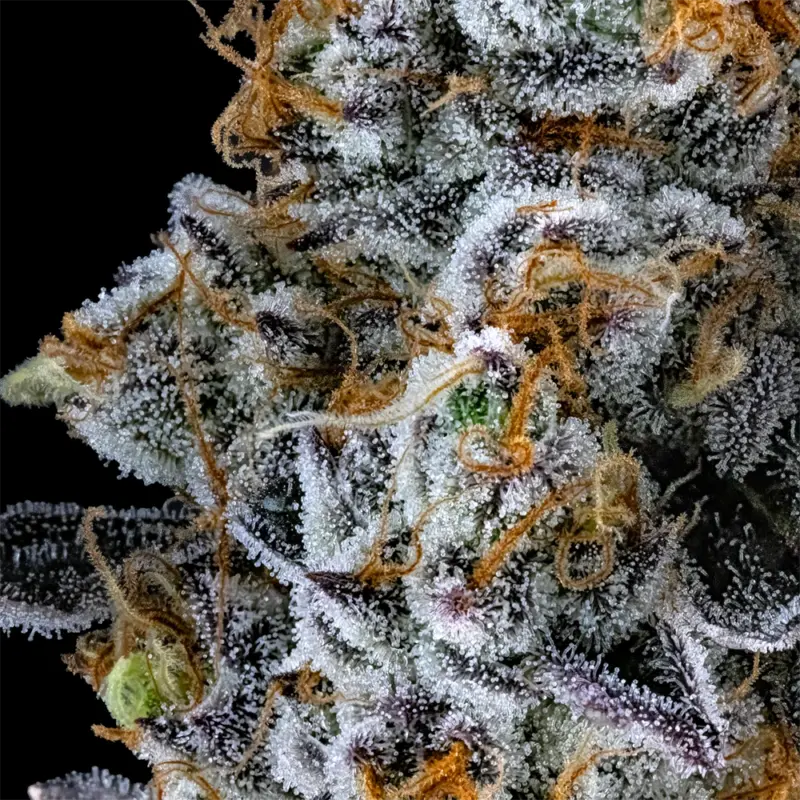 dirty unicorn cannabis seeds by dirty bird genetics