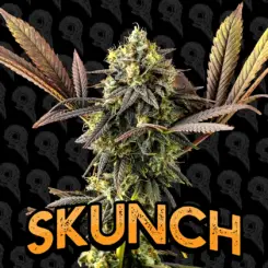 skunch cannabis seeds by dirty bird genetics