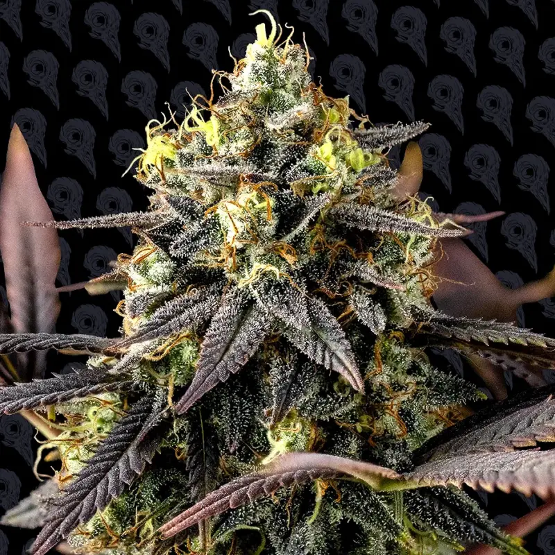 skunch cannabis seeds by dirty bird genetics