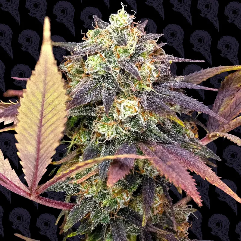 skunch cannabis seeds by dirty bird genetics