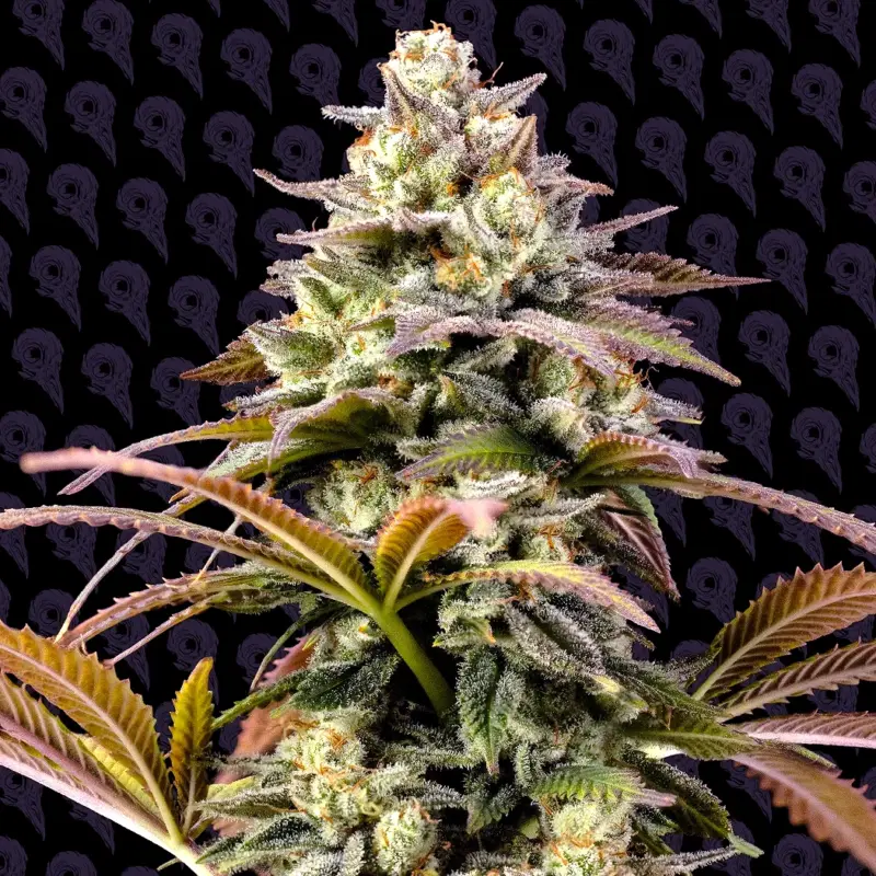 skunch cannabis seeds by dirty bird genetics