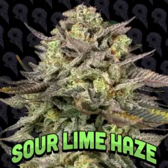 sour lime haze cannabis genetics by dirty bird genetics