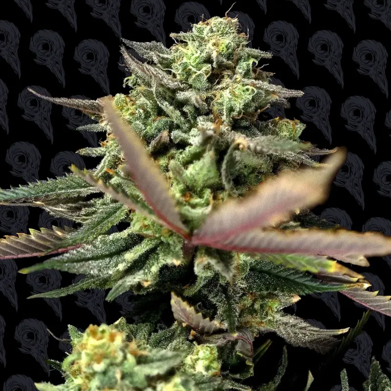 sour lime haze cannabis genetics by dirty bird genetics