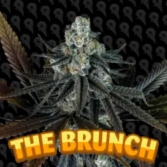 the brunch cannabis seeds by dirty bird genetics