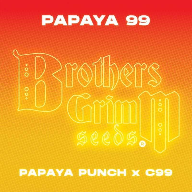 Red and yellow gradient background displaying "Papaya 99 [TESTER] (F)" at the top and "Papaya Punch x C99" at the bottom. The "Brothers Grimm Seeds" logo is prominently featured in the center, making it clear this tester pack is all about Papaya 99 [TESTER] (F).