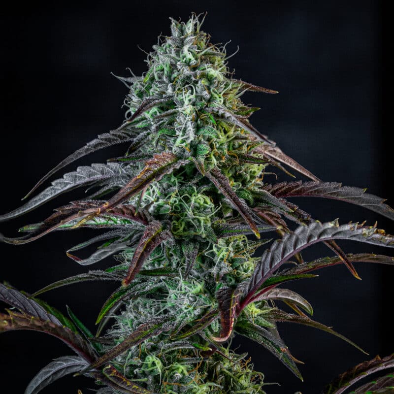 Close-up of a cannabis plant showing dense buds and leaves covered in trichomes against a dark background, reminiscent of the vibrant offerings from the NASC Autoflowering Advent Calendar.