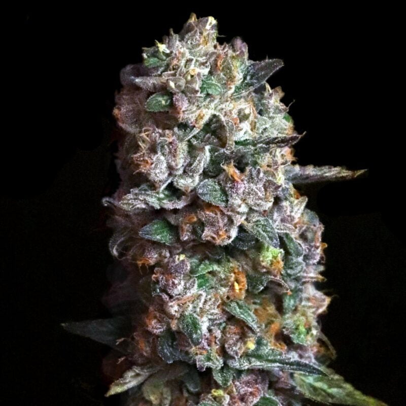 Close-up of a dense, trichome-covered cannabis bud with shades of green and purple against a black background, resembling the unique blend of Pink Slurpee (F).