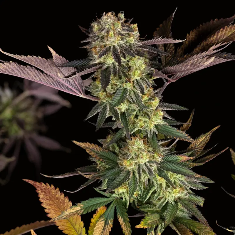 brainstorm cannabis seeds by dirty bird genetics