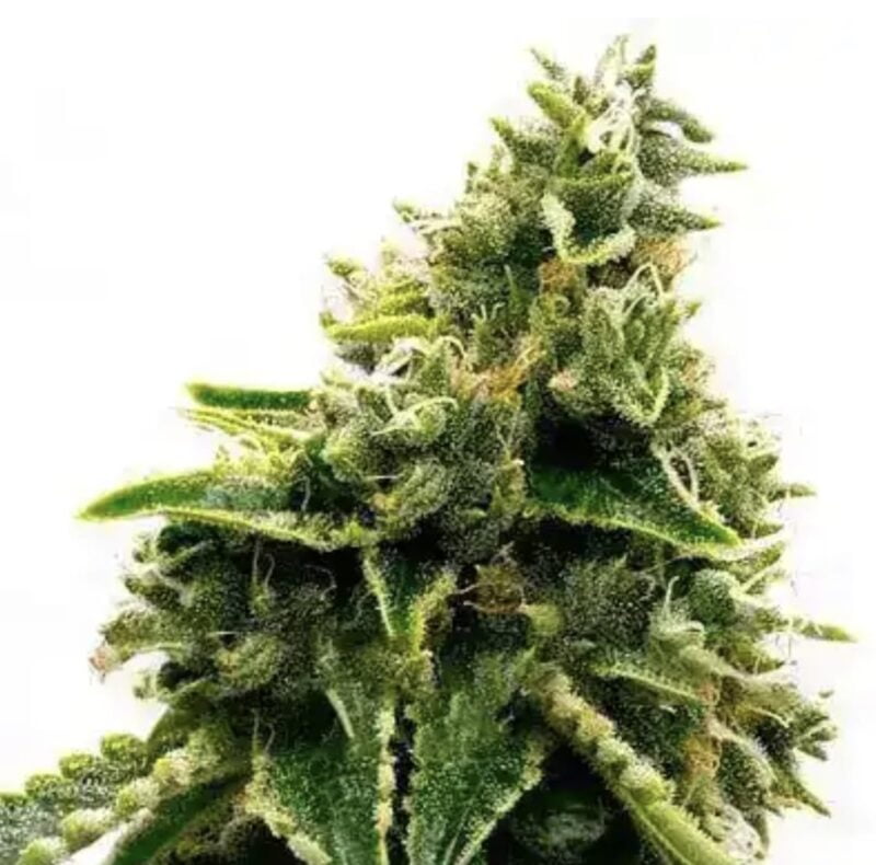 Close-up of an Alaskan Thunderfuck (F) (Wholesale BULK) cannabis bud covered in trichomes against a white background.