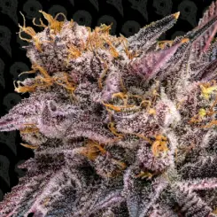 dark soul cannabis seeds by dirty bird genetics