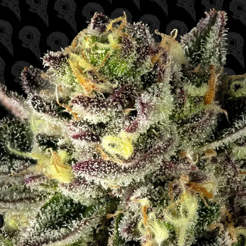 oil storm cannabis seeds by dirty bird genetics