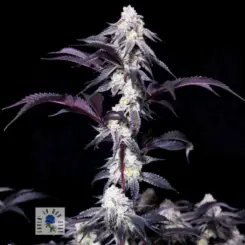 blueberry rose feminized cannabis seeds by lovin in her eyes