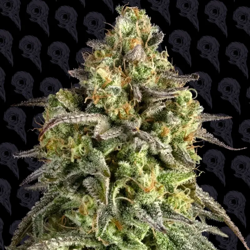 bubbah brunch cannabis seeds by dirty bird genetics