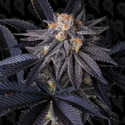 crapple cannabis seeds by dirty bird genetics