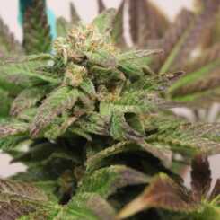 Close-up of an Oakland Grape Ape (F) cannabis plant showing its leaves and buds covered in small white trichomes.