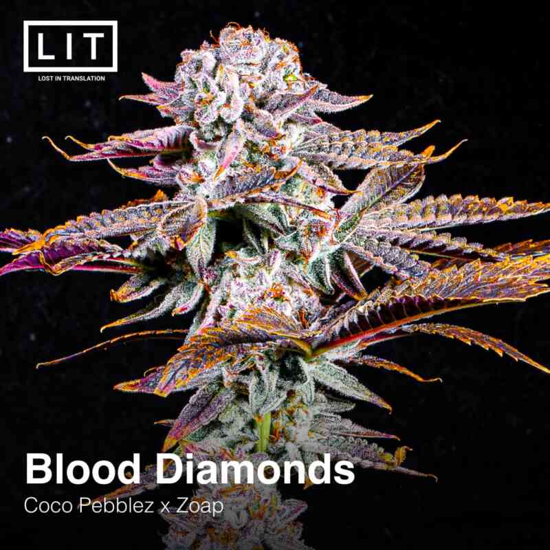 LIT Farms Blood Diamonds