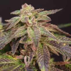 Close-up of a Purple Urkle X (F) cannabis plant with green and purple leaves and a resinous flower bud.