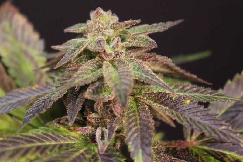 Close-up of a Purple Urkle X (F) cannabis plant with green and purple leaves and a resinous flower bud.
