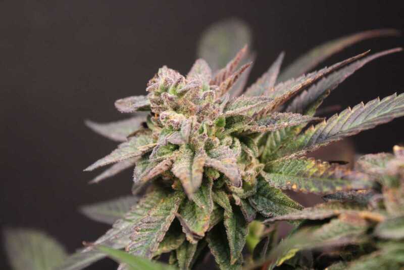 Close-up of an SR71 Purple Kush (F) cannabis plant with multiple leaves and buds, showing details of its green and purple coloration against a dark background.