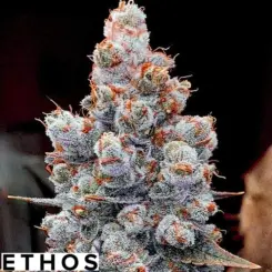 banana jealousy auto rf3 cannabis seeds by ethos genetics