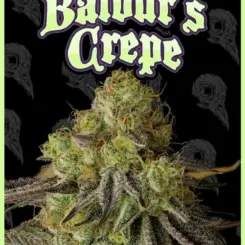 baldurs crepe by dirty bird genetics