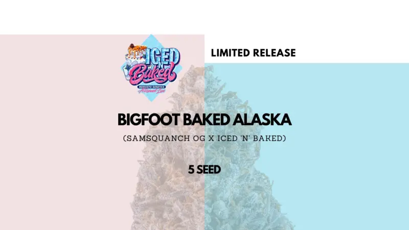 Mephisto Genetics > Bigfoot Baked Alaska