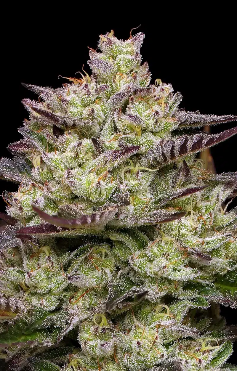 Humboldt Seeds Co > Donutz Triploid