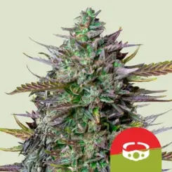 Royal Queen Seeds > GOAT'lato Auto