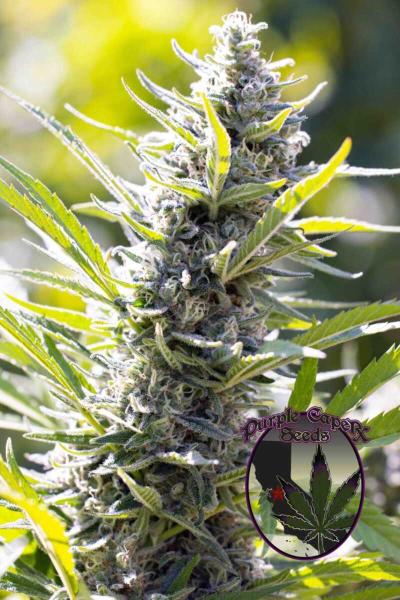 Close-up of a cannabis plant in sunlight with a logo in the bottom right corner reading "Purple Capex Seeds" featuring a cannabis leaf and red star. The strain showcased is Luxor's A5 Silver Haze (R).