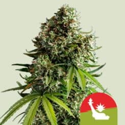 Royal Queen Seeds > NYC Sour D Auto