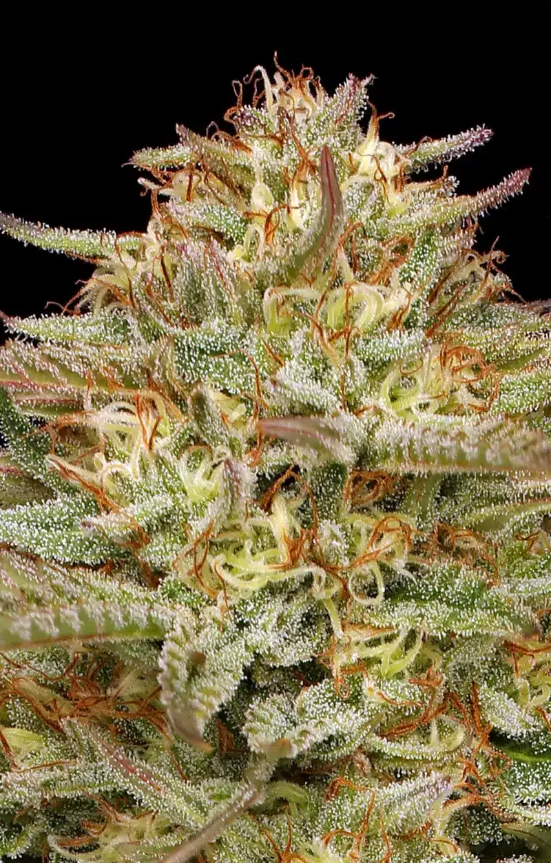 Close-up of an Orange Creampop (F) cannabis plant with numerous trichomes and vibrant orange pistils against a black background.