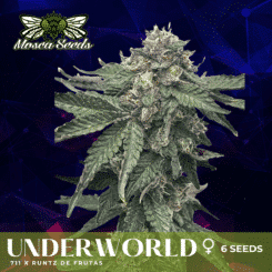 Mosca Seeds Underworld