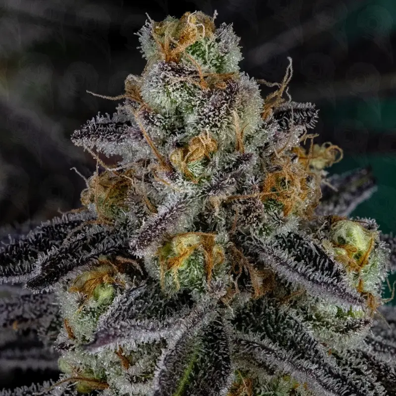 baldurs crepe cannabis seeds by dirty bird genetics