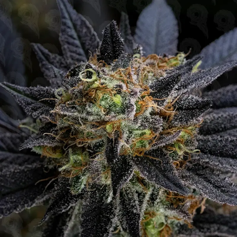 baldurs crepe cannabis seeds by dirty bird genetics