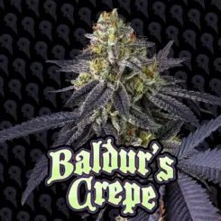 baldurs crepe cannabis seeds by dirty bird genetics