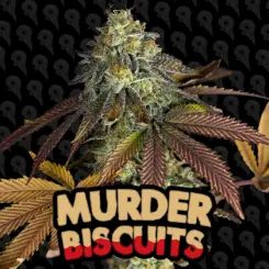 murder biscuits cannabis seeds by dirty bird genetics