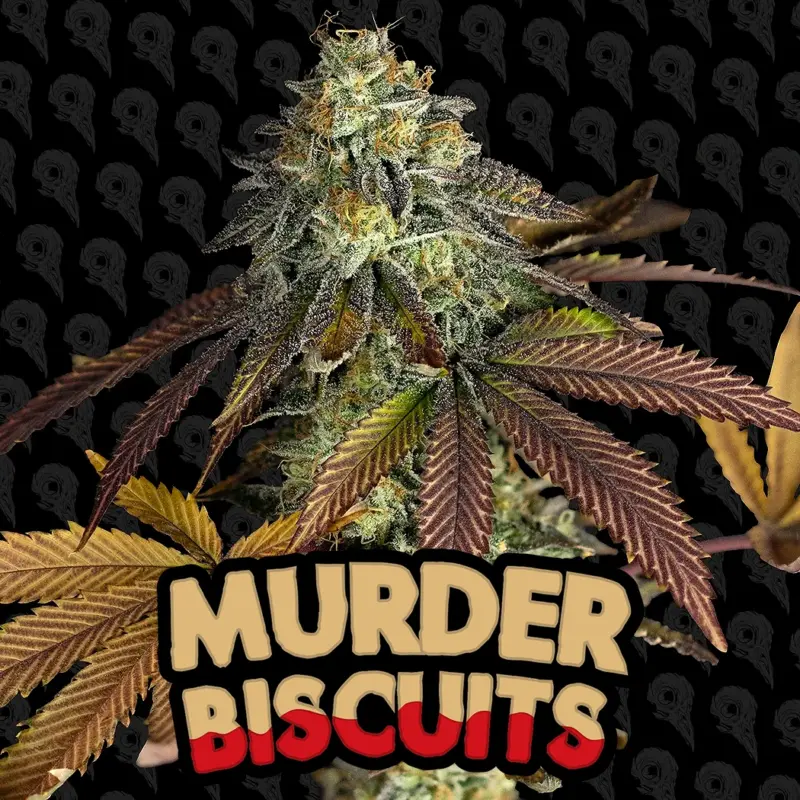 murder biscuits cannabis seeds by dirty bird genetics