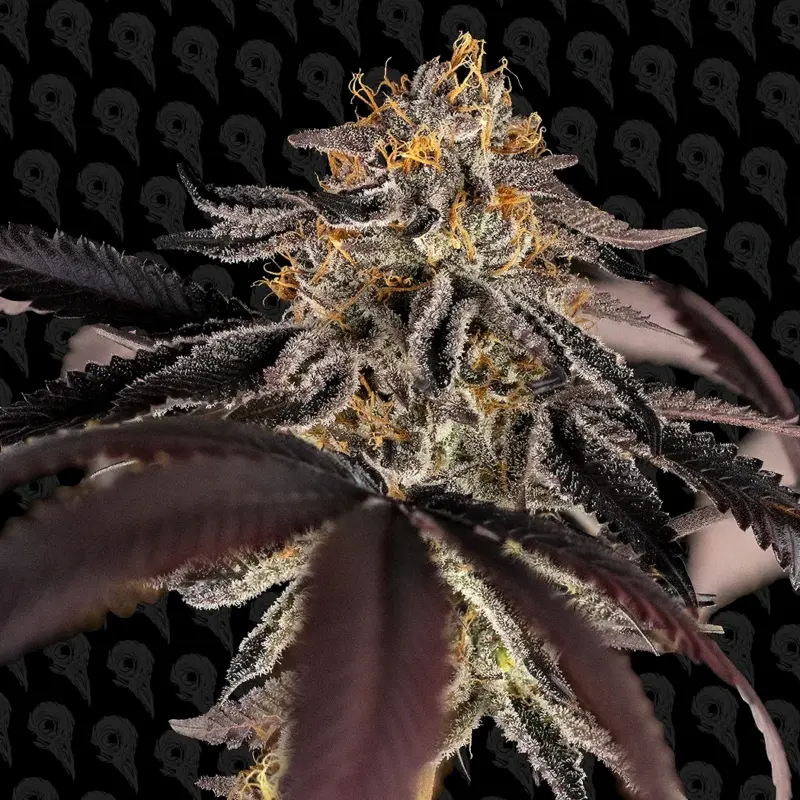 murder biscuits cannabis seeds by dirty bird genetics