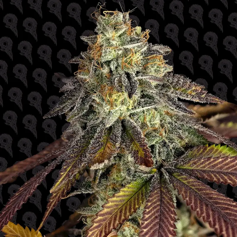 murder biscuits cannabis seeds by dirty bird genetics