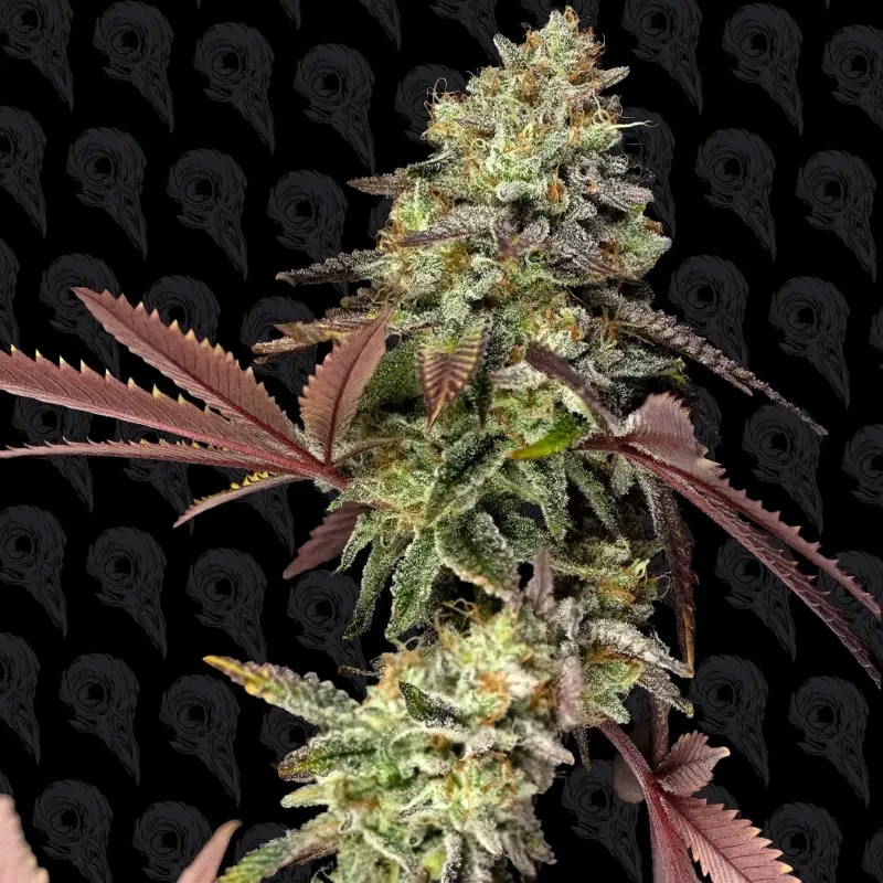 murder biscuits cannabis seeds by dirty bird genetics