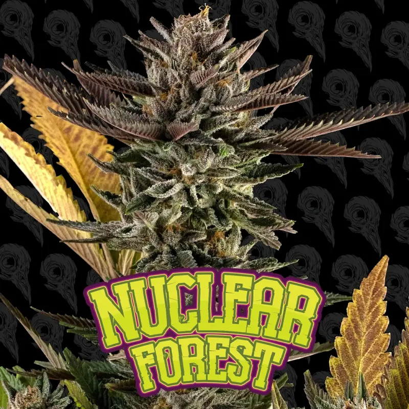 nuclear forest cannabis seeds by dirty bird genetics