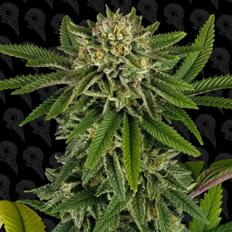 nuclear forest cannabis seeds by dirty bird genetics